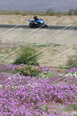 media/Feb-04-2023-SoCal Trackdays (Sat) [[8a776bf2c3]]/Turn 15 Inside Blooming (1050am)/